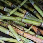 Sugar cane